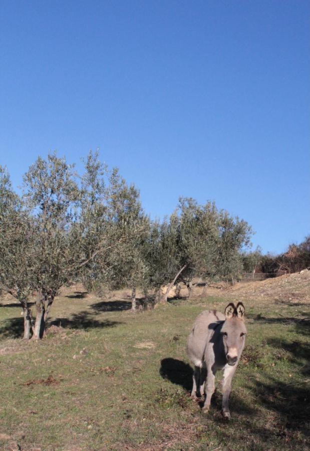 Bosco Apartment Roccalbegna
